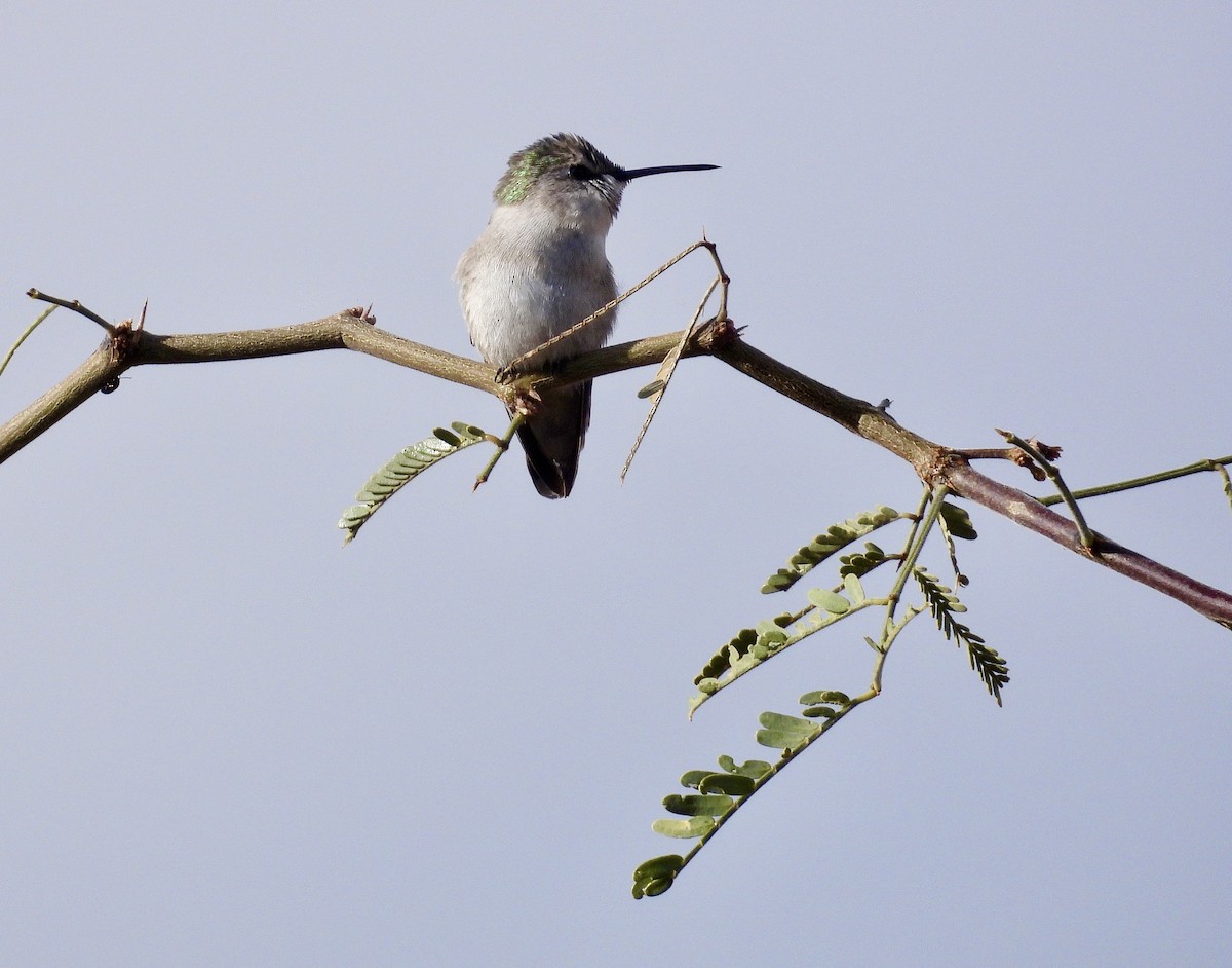 Anna's Hummingbird - ML647660560