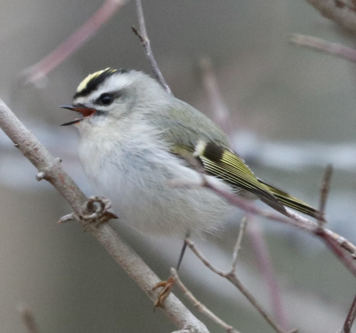 Golden-crowned Kinglet - ML647660561