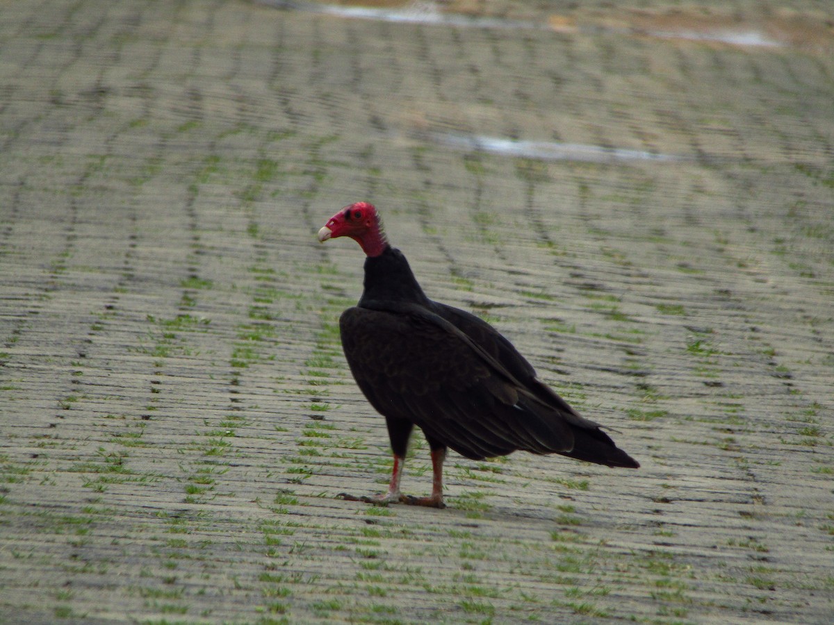 Turkey Vulture - ML647660562