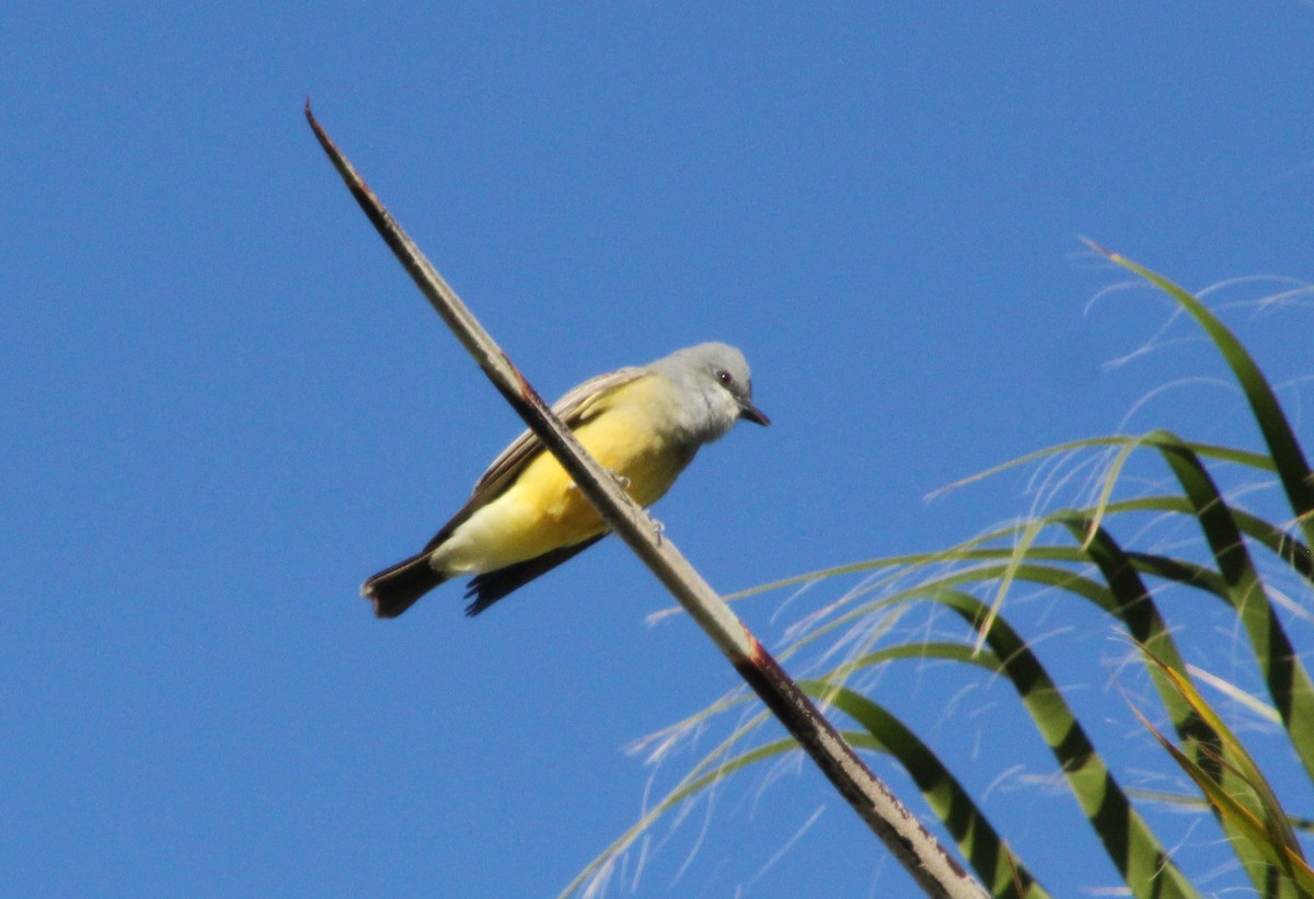 Cassin's Kingbird - ML647660563