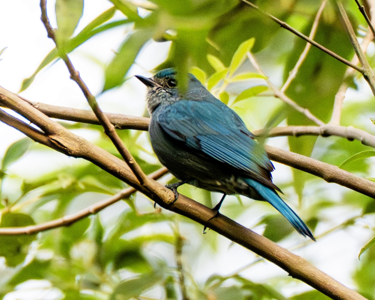 Verditer Flycatcher - ML647660564