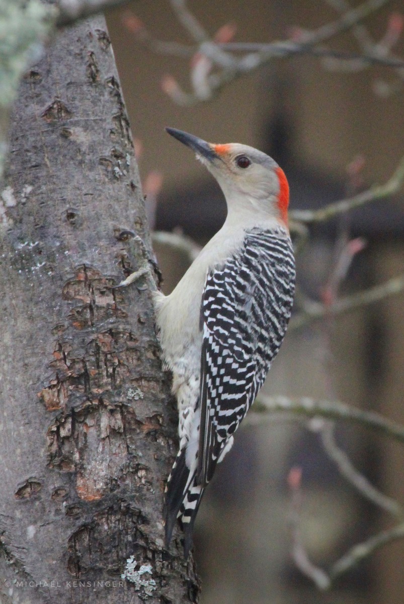 Red-bellied Woodpecker - ML647660565