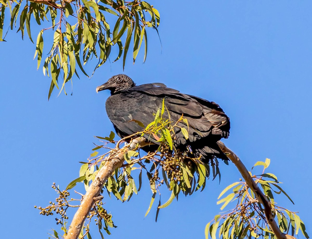 Black Vulture - ML647660566