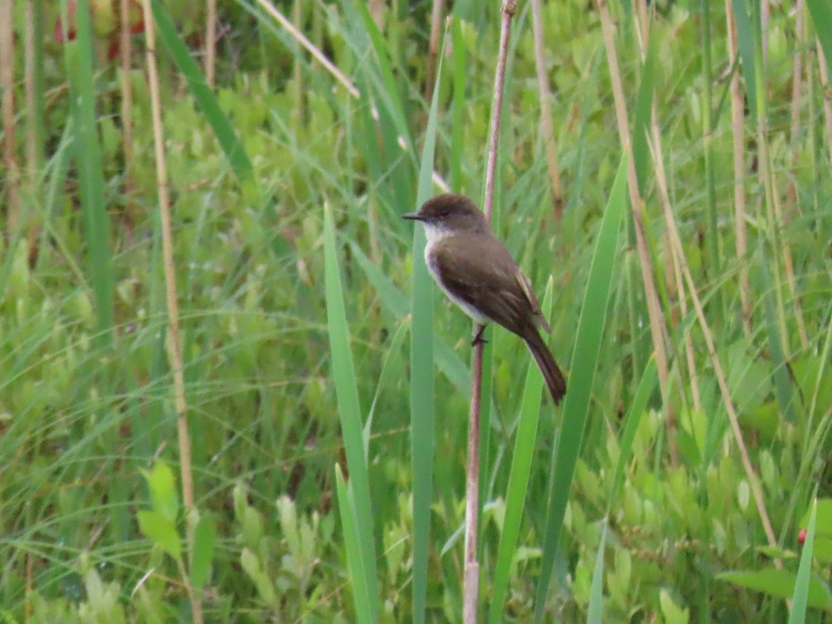 Eastern Phoebe - ML647660567