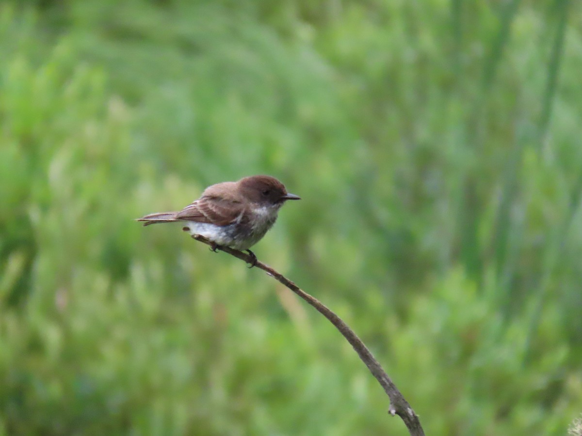 Eastern Phoebe - ML647660568