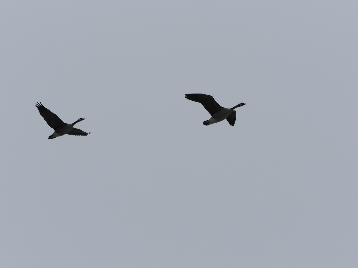 Canada Goose - ML647660569