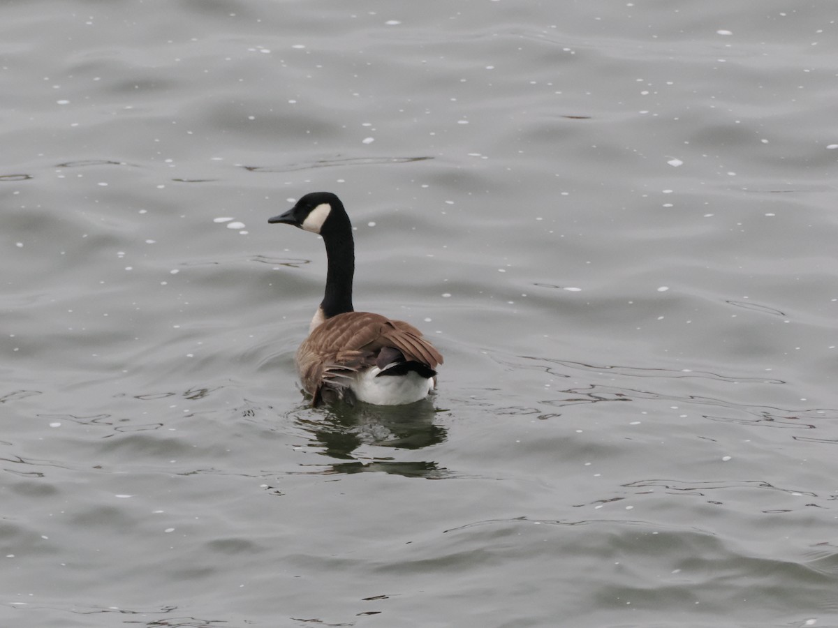 Canada Goose - ML647660570