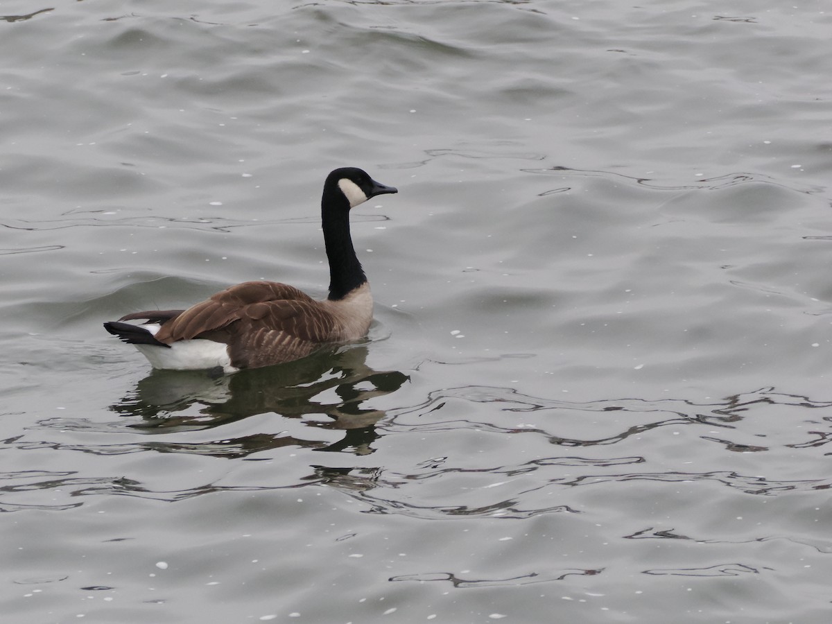 Canada Goose - ML647660571