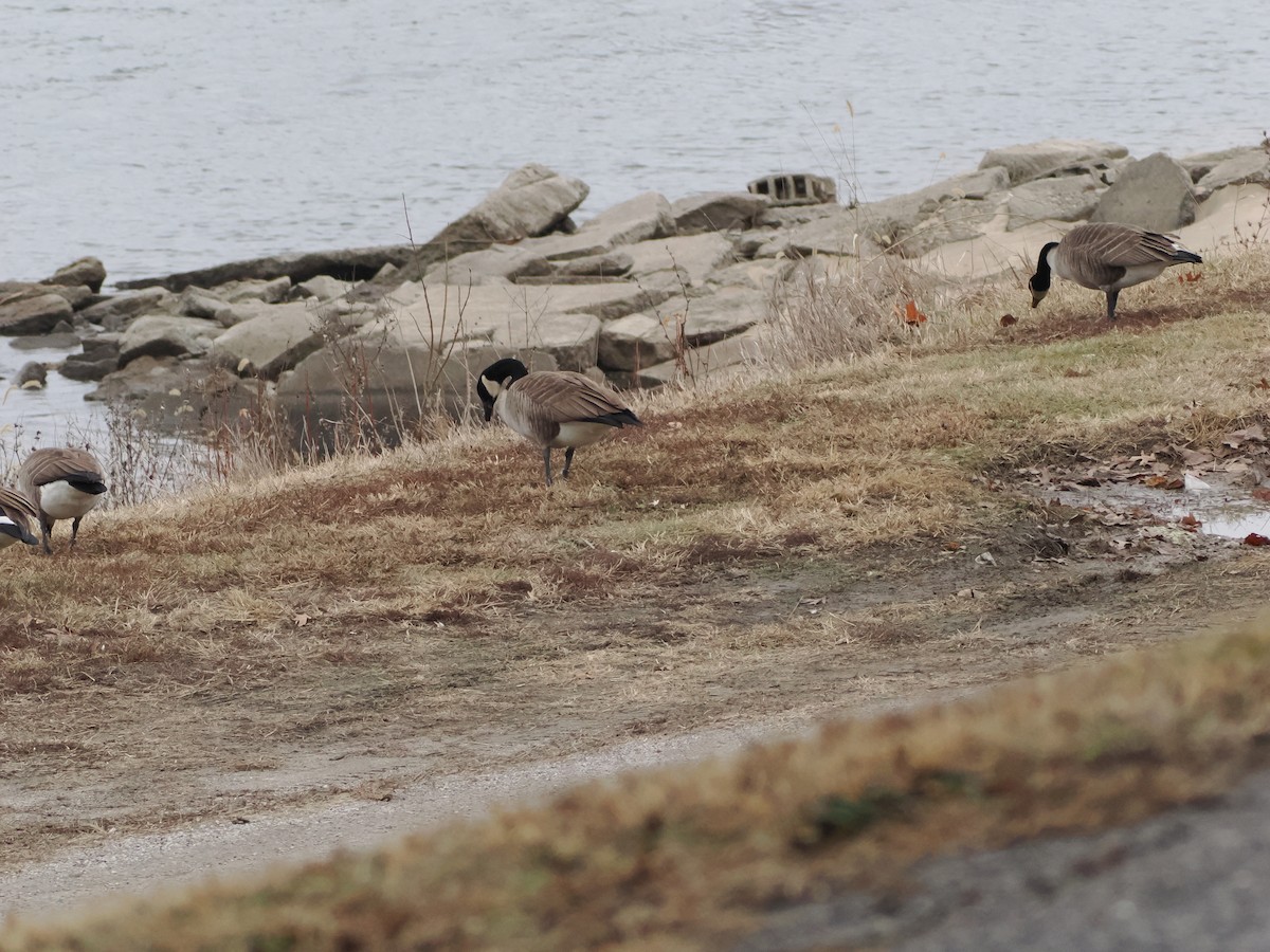 Canada Goose - ML647660572