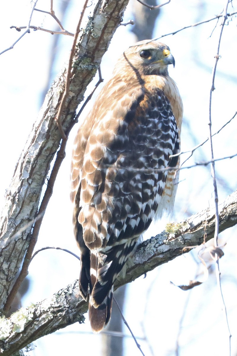 Red-shouldered Hawk - ML647660573