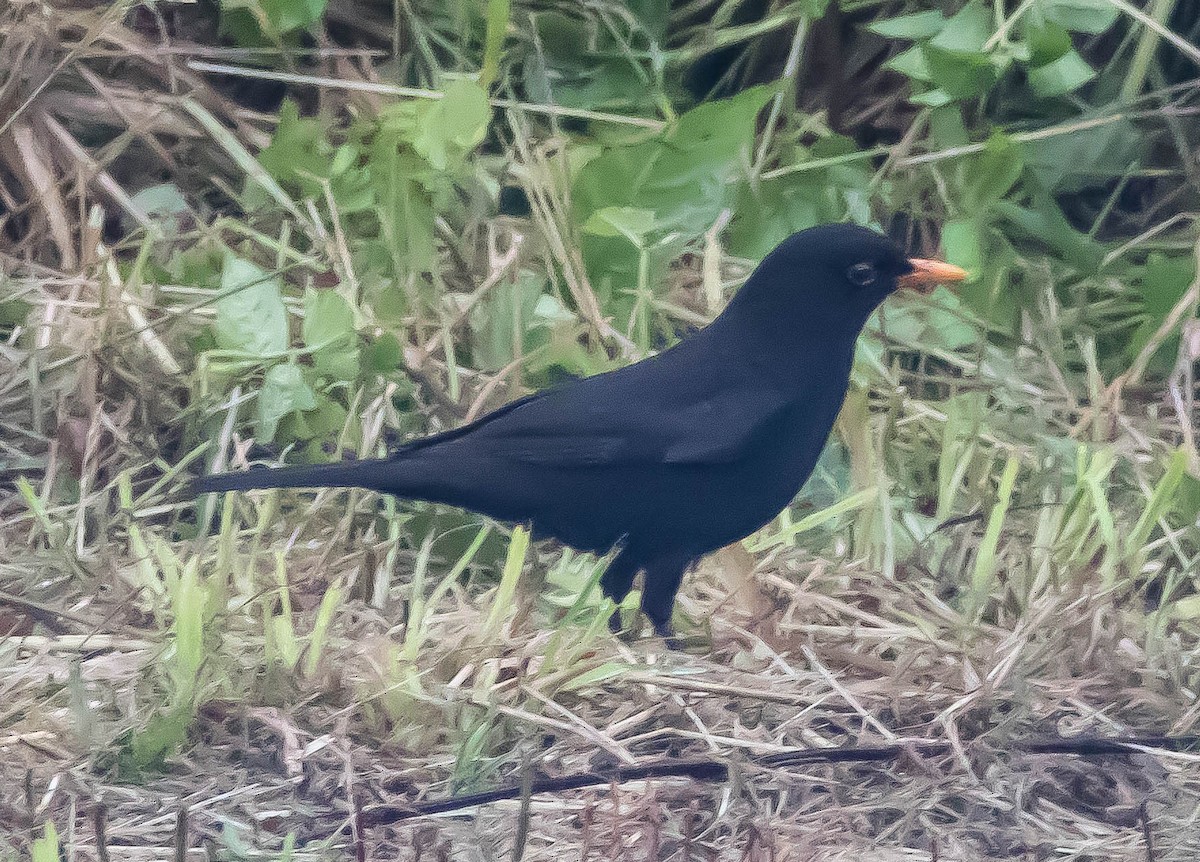 Eurasian Blackbird - ML647660574