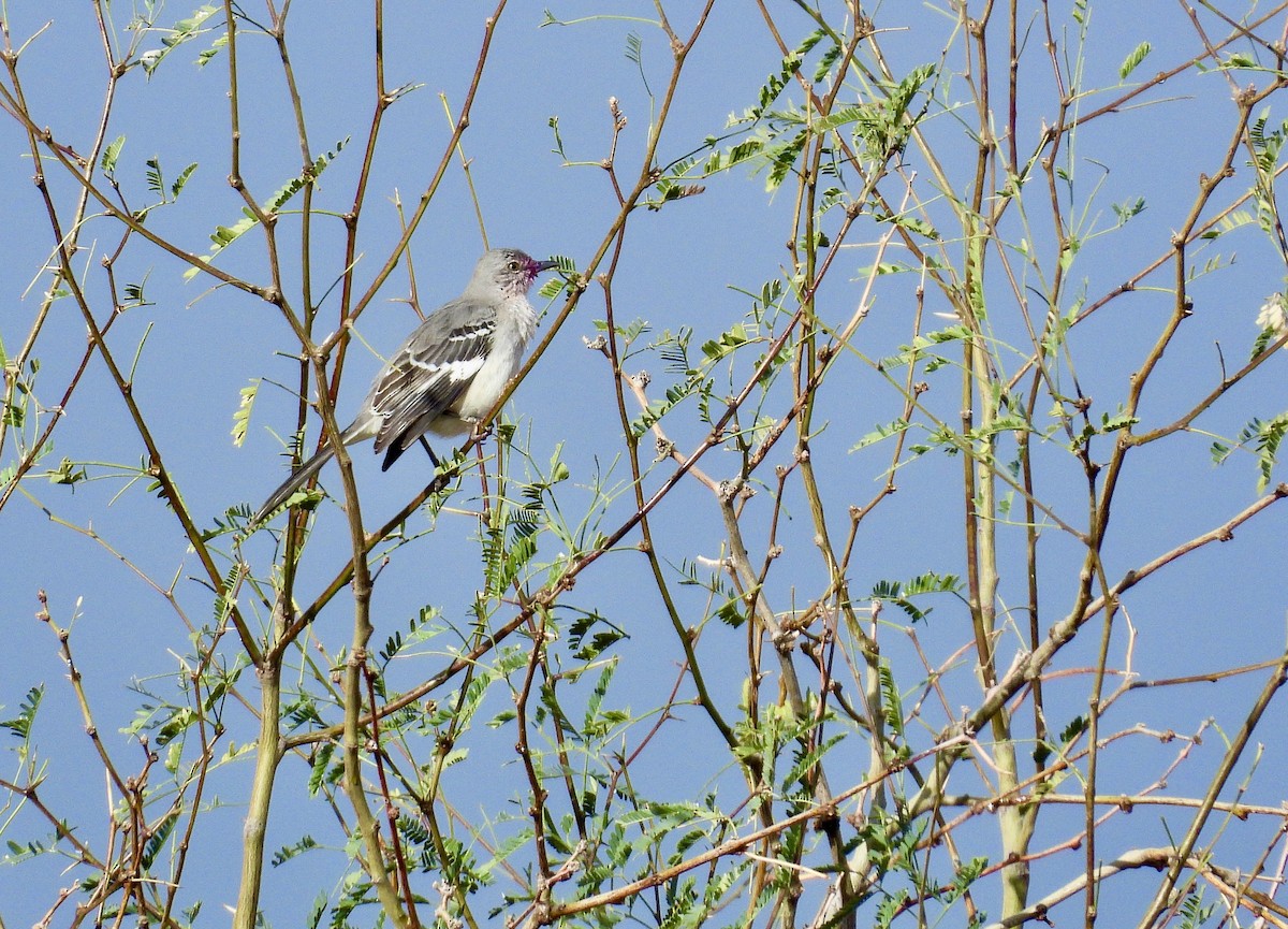 Northern Mockingbird - ML647660575