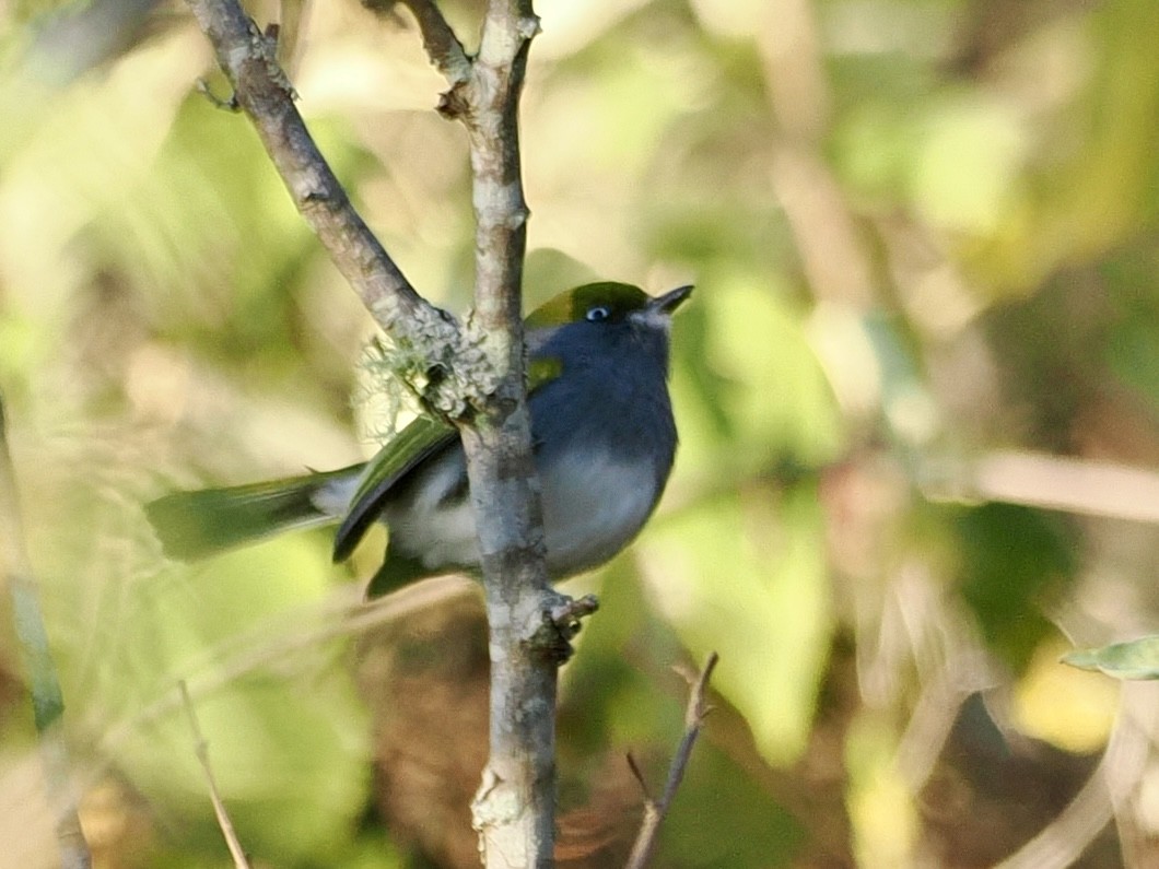 Slaty Vireo - ML647660576