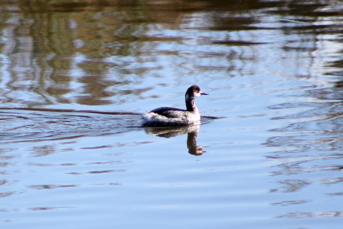 Grèbe à cou noir - ML647660578