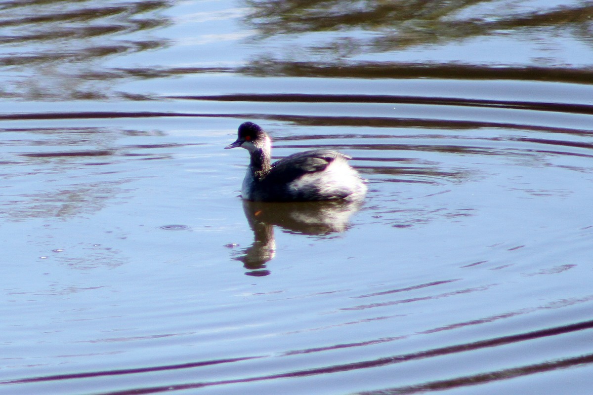 Grèbe à cou noir - ML647660580