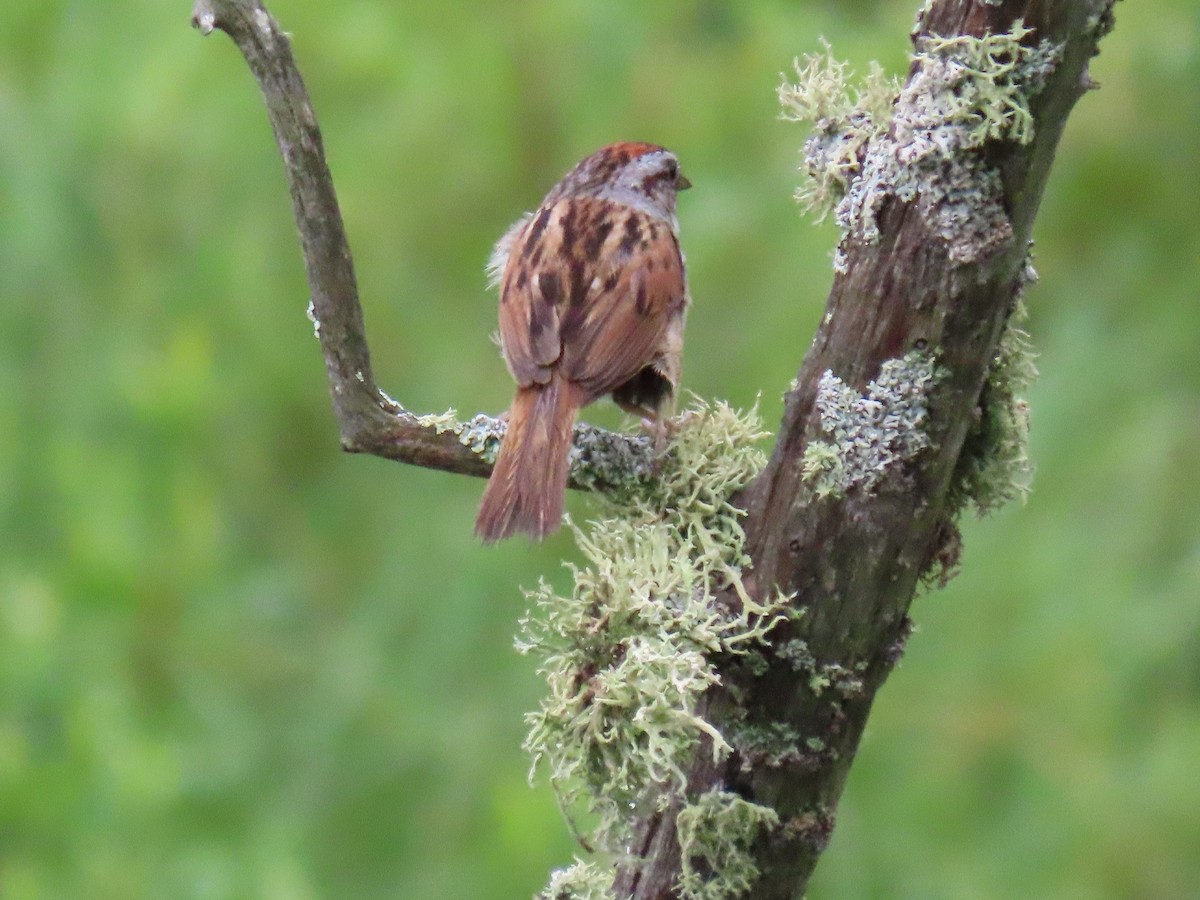 Swamp Sparrow - ML647660589