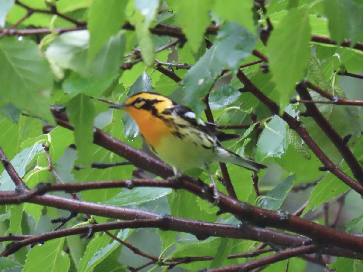 Blackburnian Warbler - ML647660606