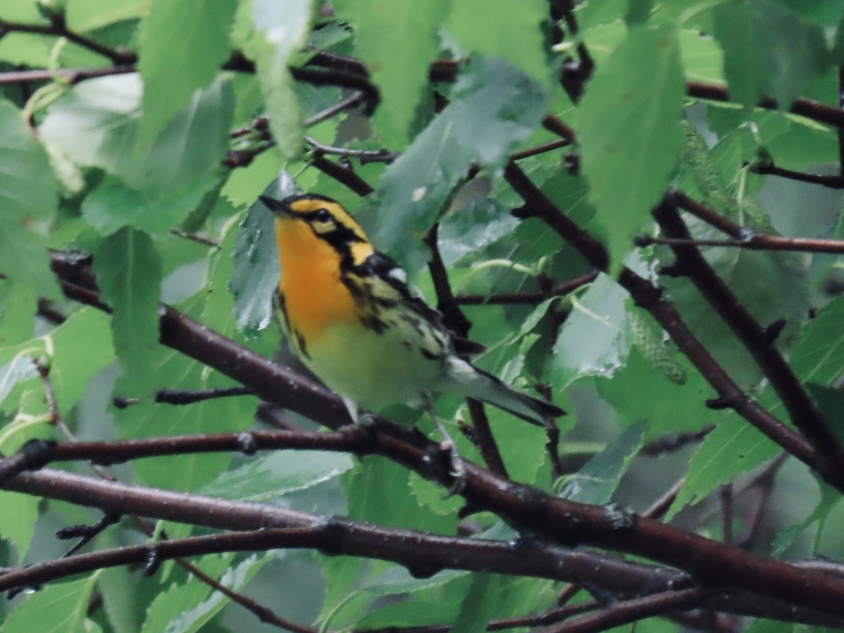 Blackburnian Warbler - ML647660607