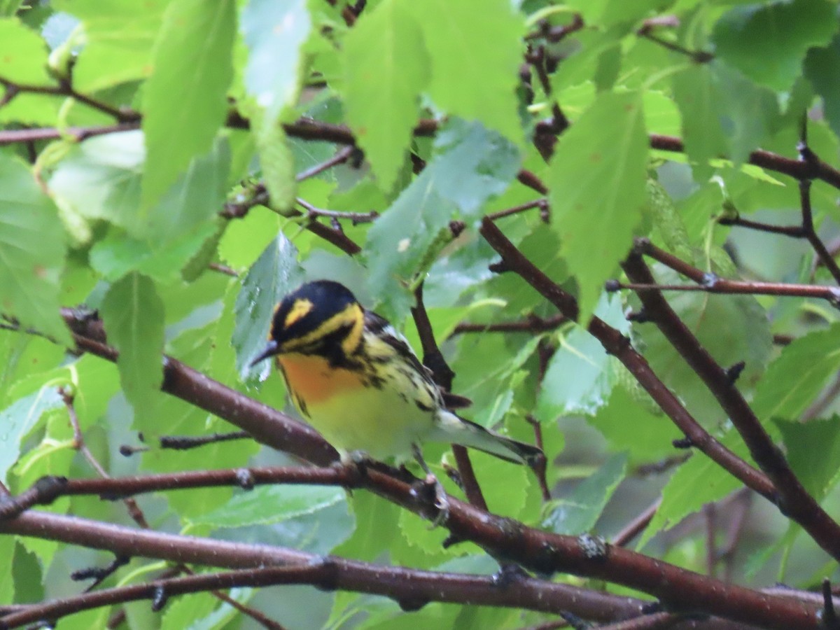 Blackburnian Warbler - ML647660608