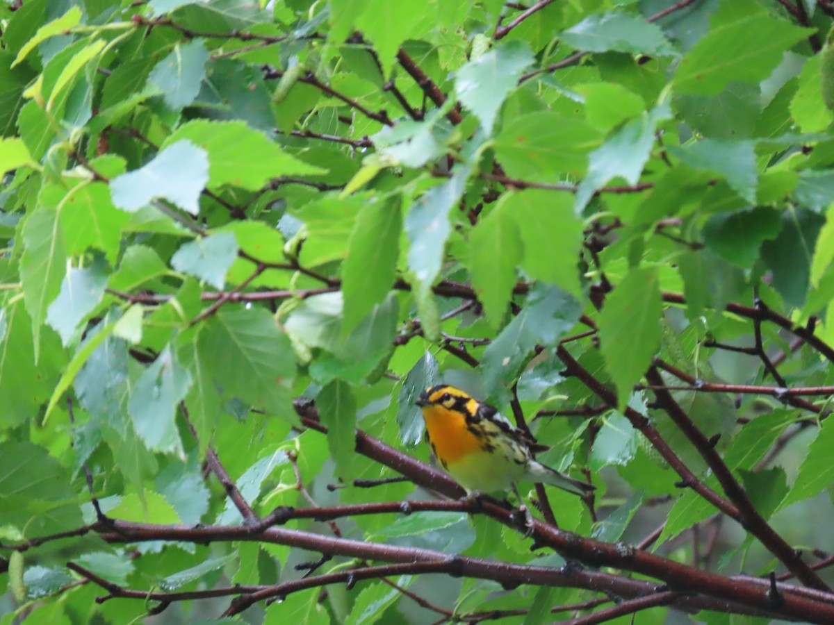 Blackburnian Warbler - ML647660609