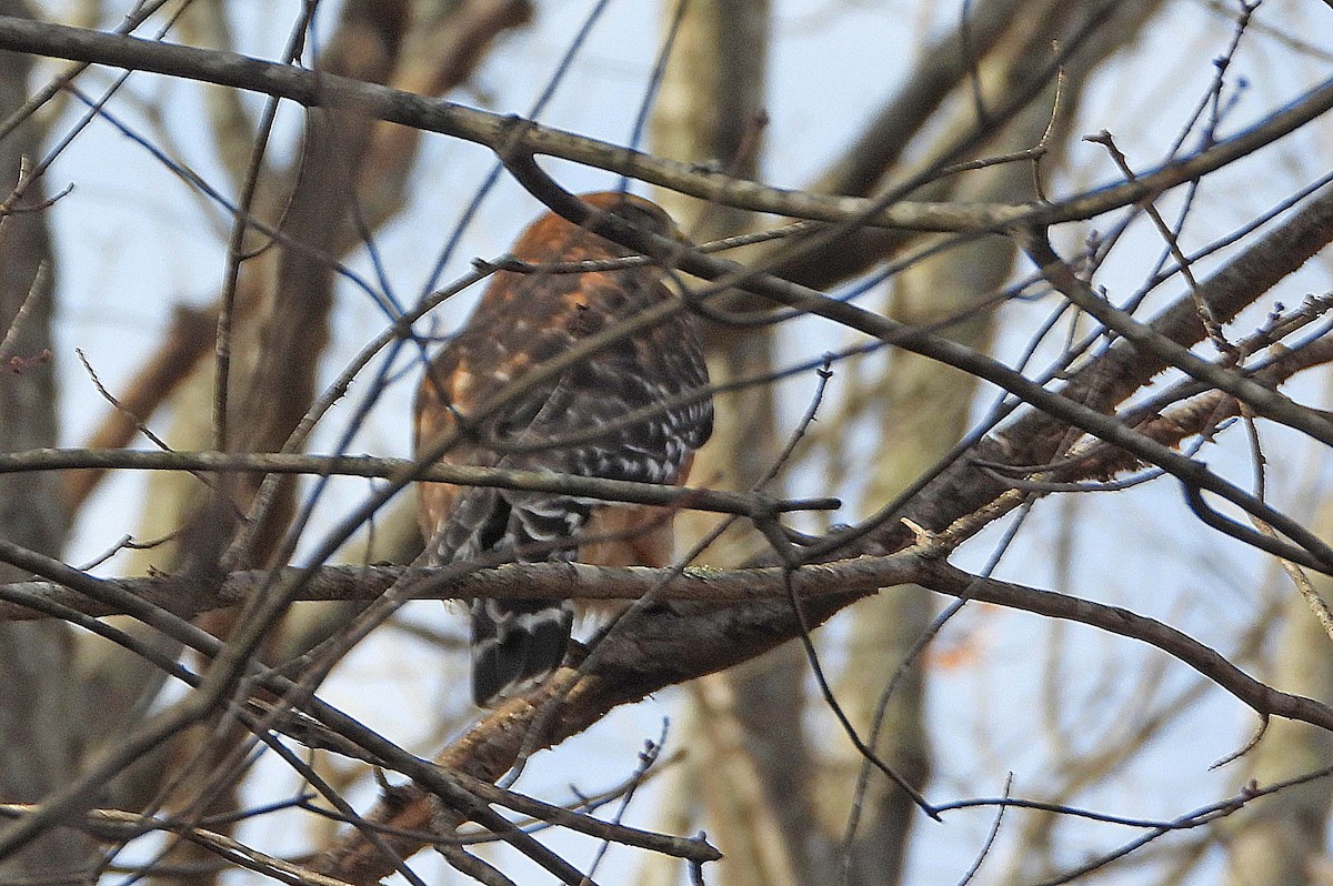Red-shouldered Hawk - ML647660612