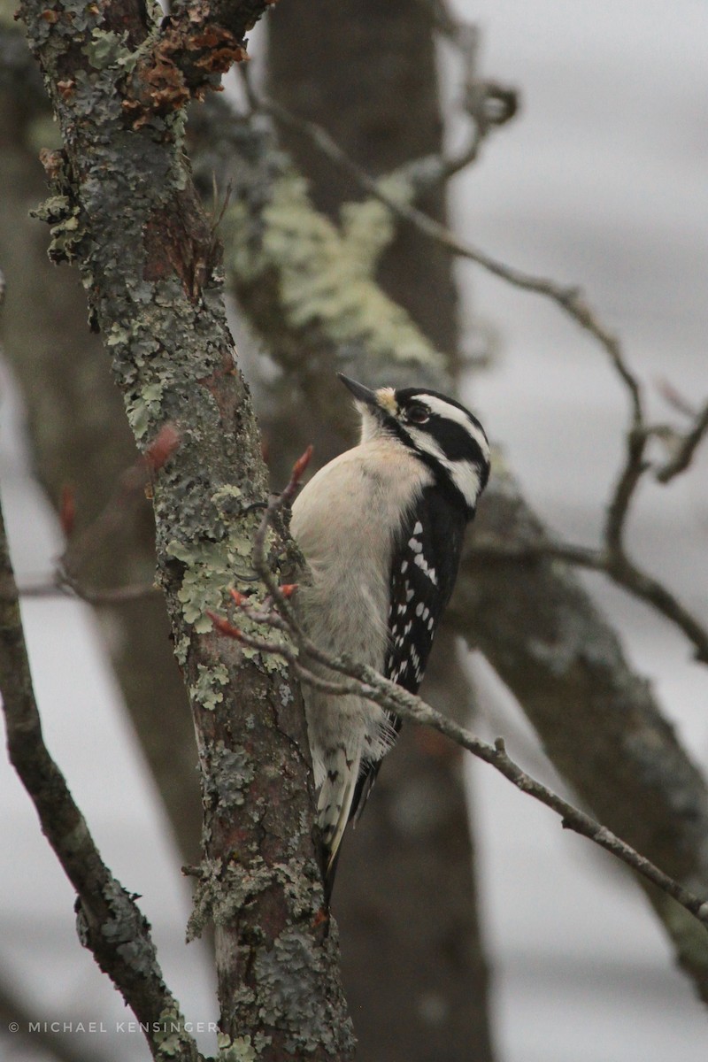 Downy Woodpecker - ML647660615