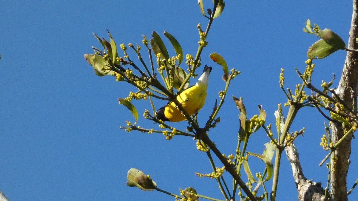 West Mexican Euphonia - ML647660648