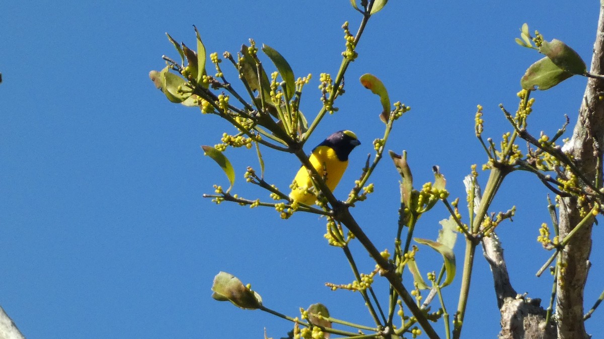 West Mexican Euphonia - ML647660649