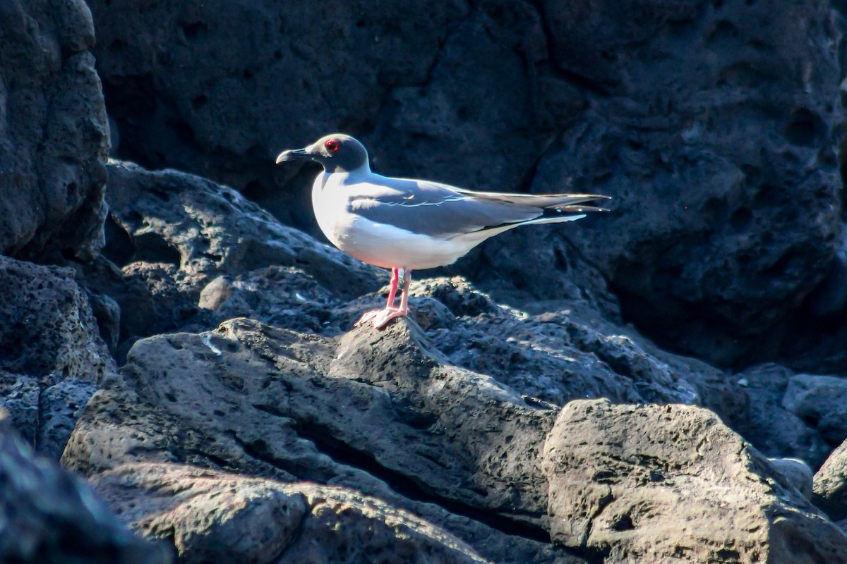 Swallow-tailed Gull - ML647660668