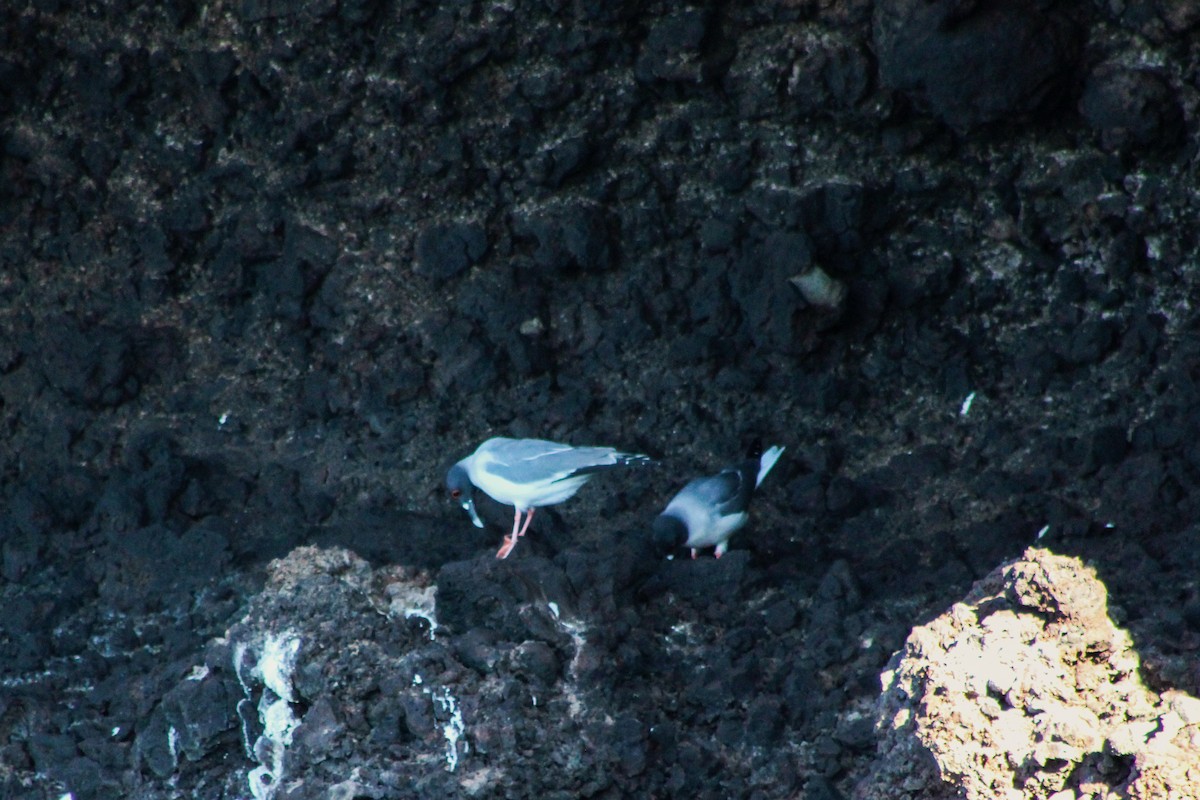 Swallow-tailed Gull - ML647660669