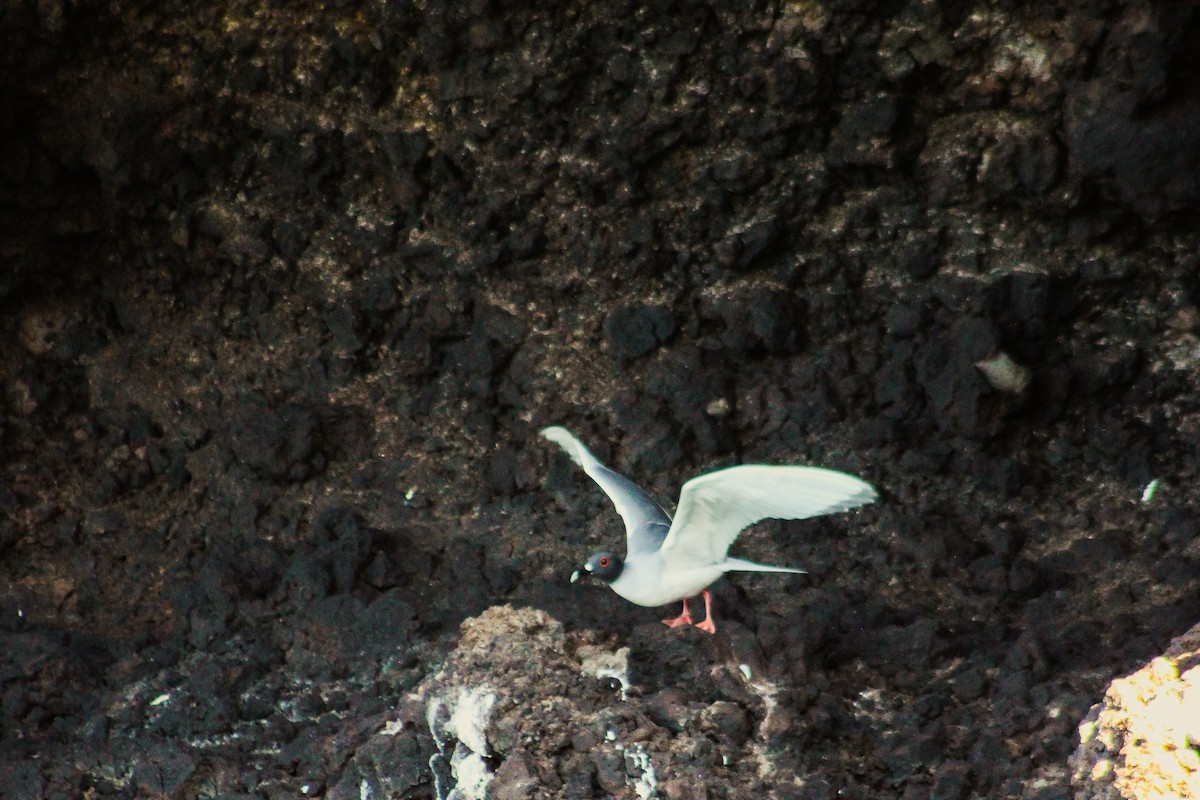 Swallow-tailed Gull - ML647660670