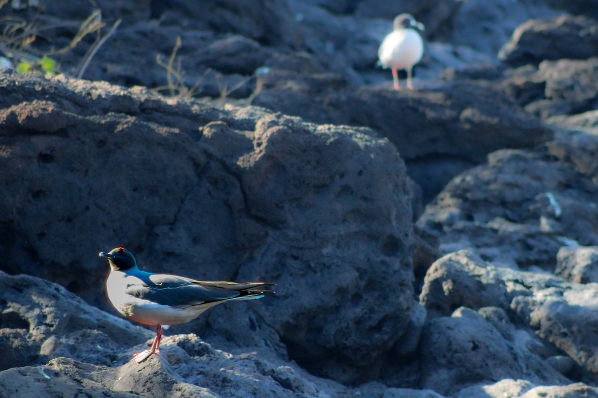 Swallow-tailed Gull - ML647660671