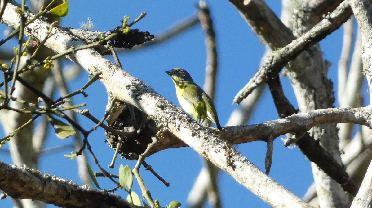West Mexican Euphonia - ML647660682