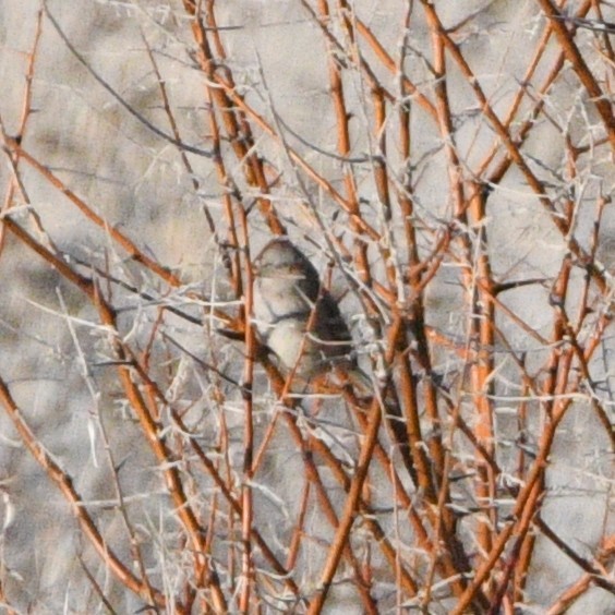 Пасовник північний - ML647660685