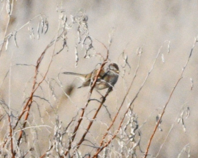 Пасовник північний - ML647660686