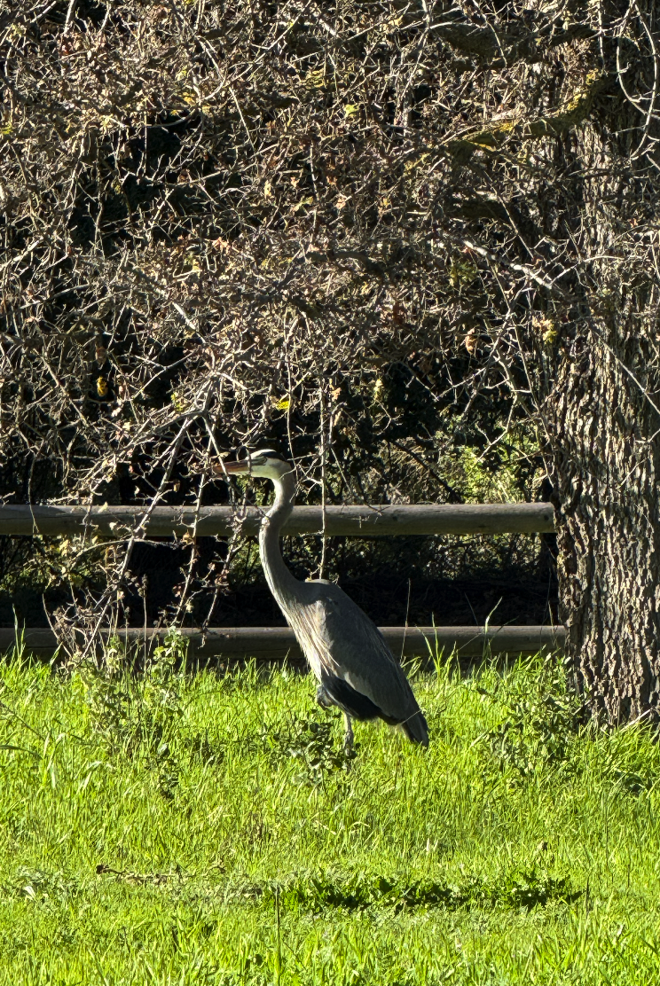 Great Blue Heron - ML647660692