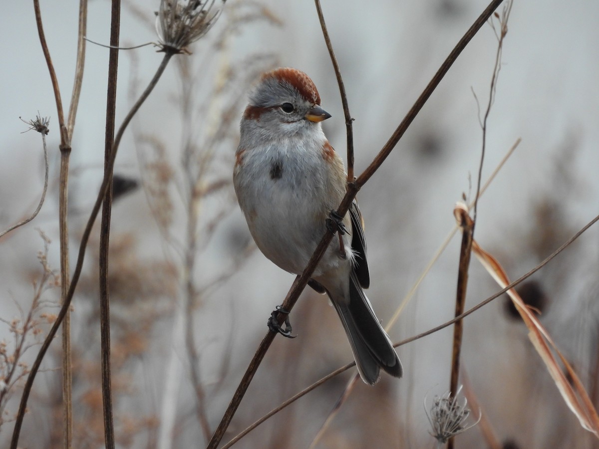 Пасовник північний - ML647660697