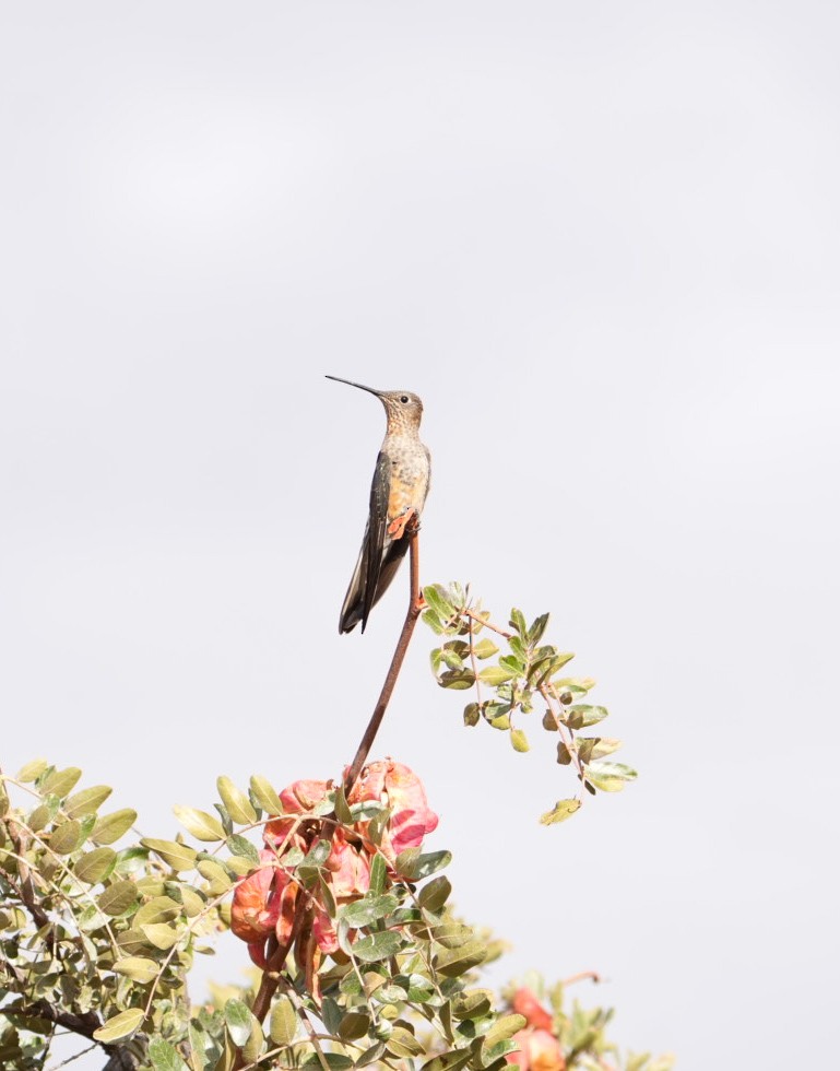 Giant Hummingbird - ML647660699
