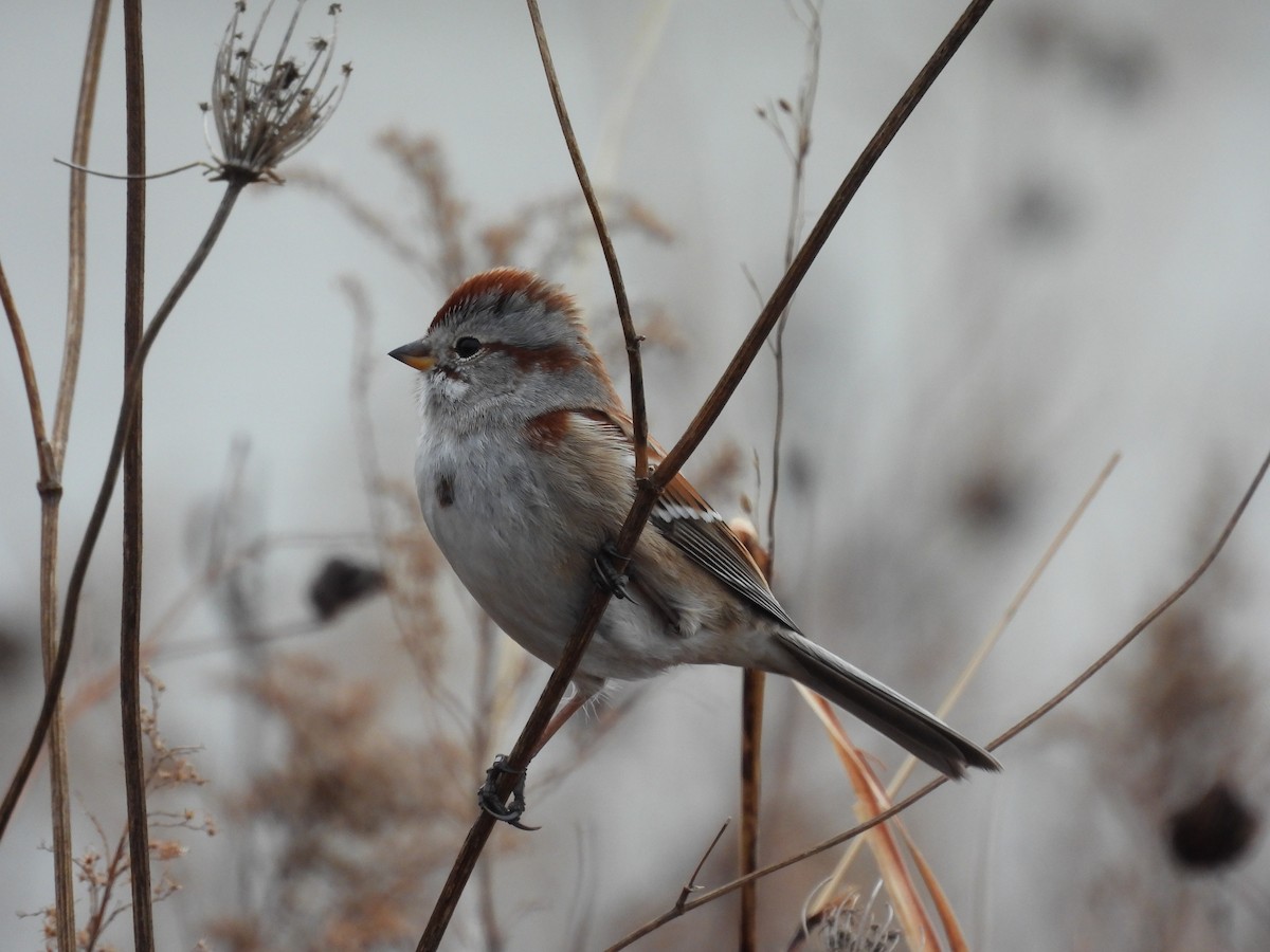 Пасовник північний - ML647660714