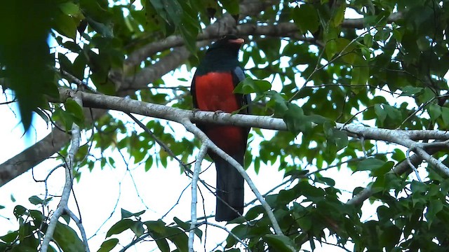Gri Kuyruklu Trogon - ML647660720