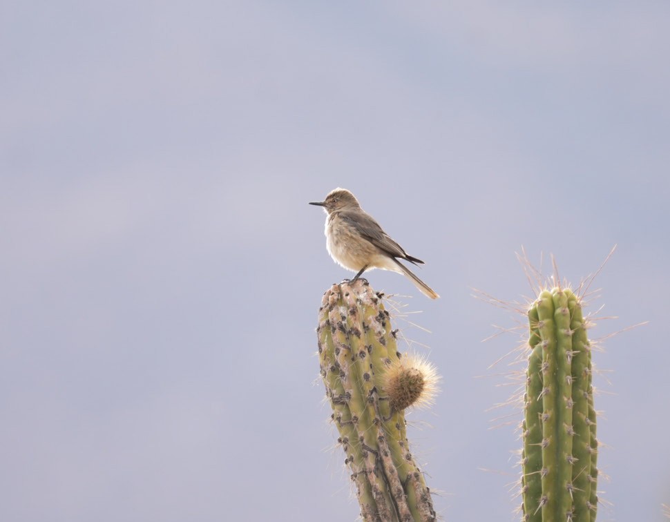 Black-billed Shrike-Tyrant - ML647660726