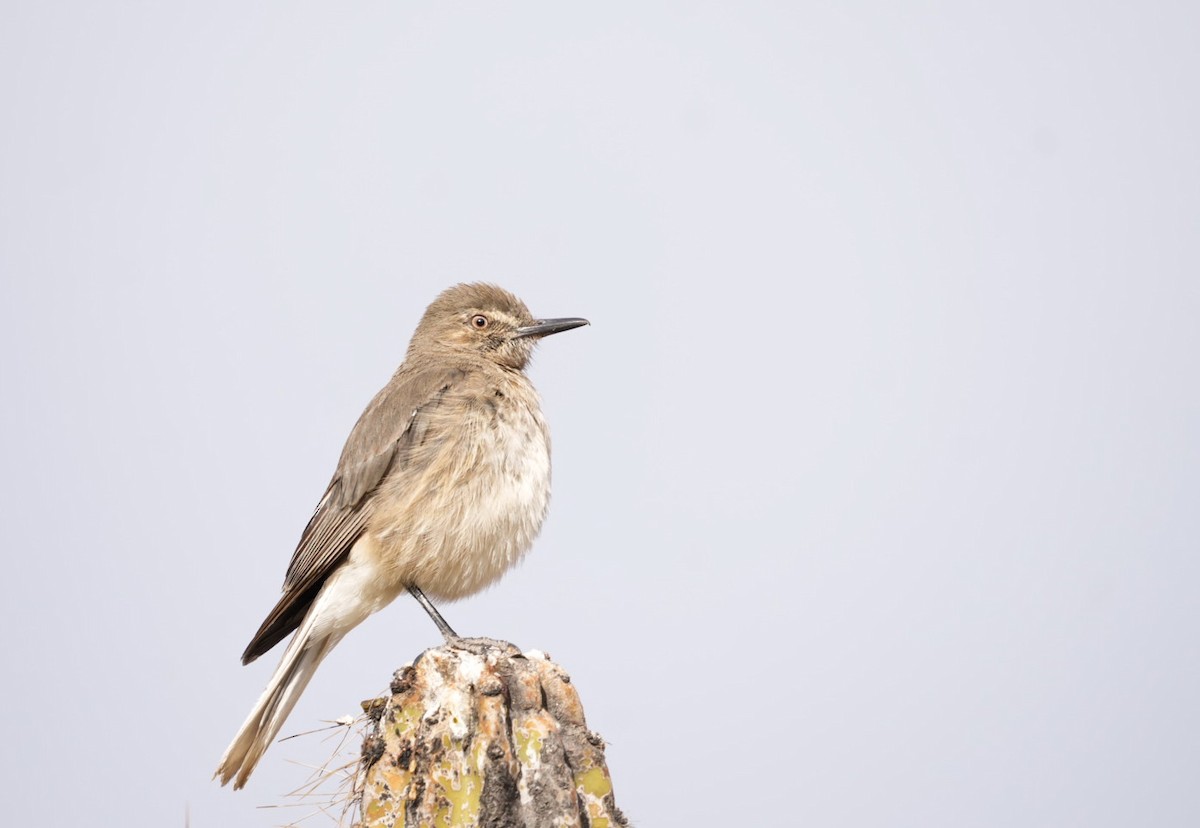Black-billed Shrike-Tyrant - ML647660727