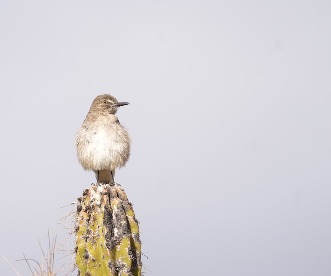 Black-billed Shrike-Tyrant - ML647660728
