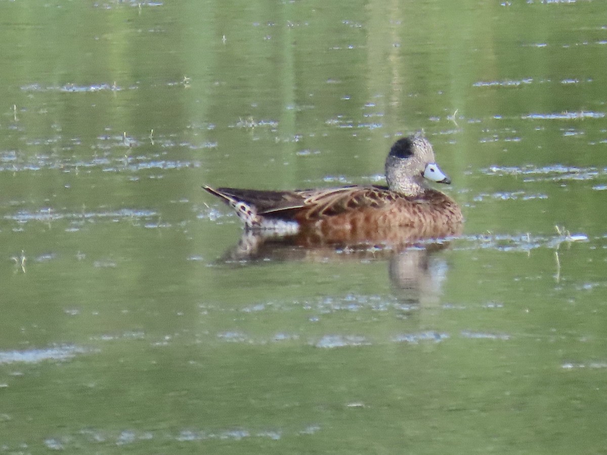 Canard d'Amérique - ML647660733