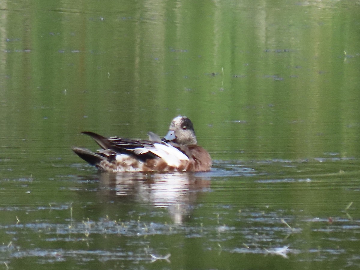 Canard d'Amérique - ML647660734