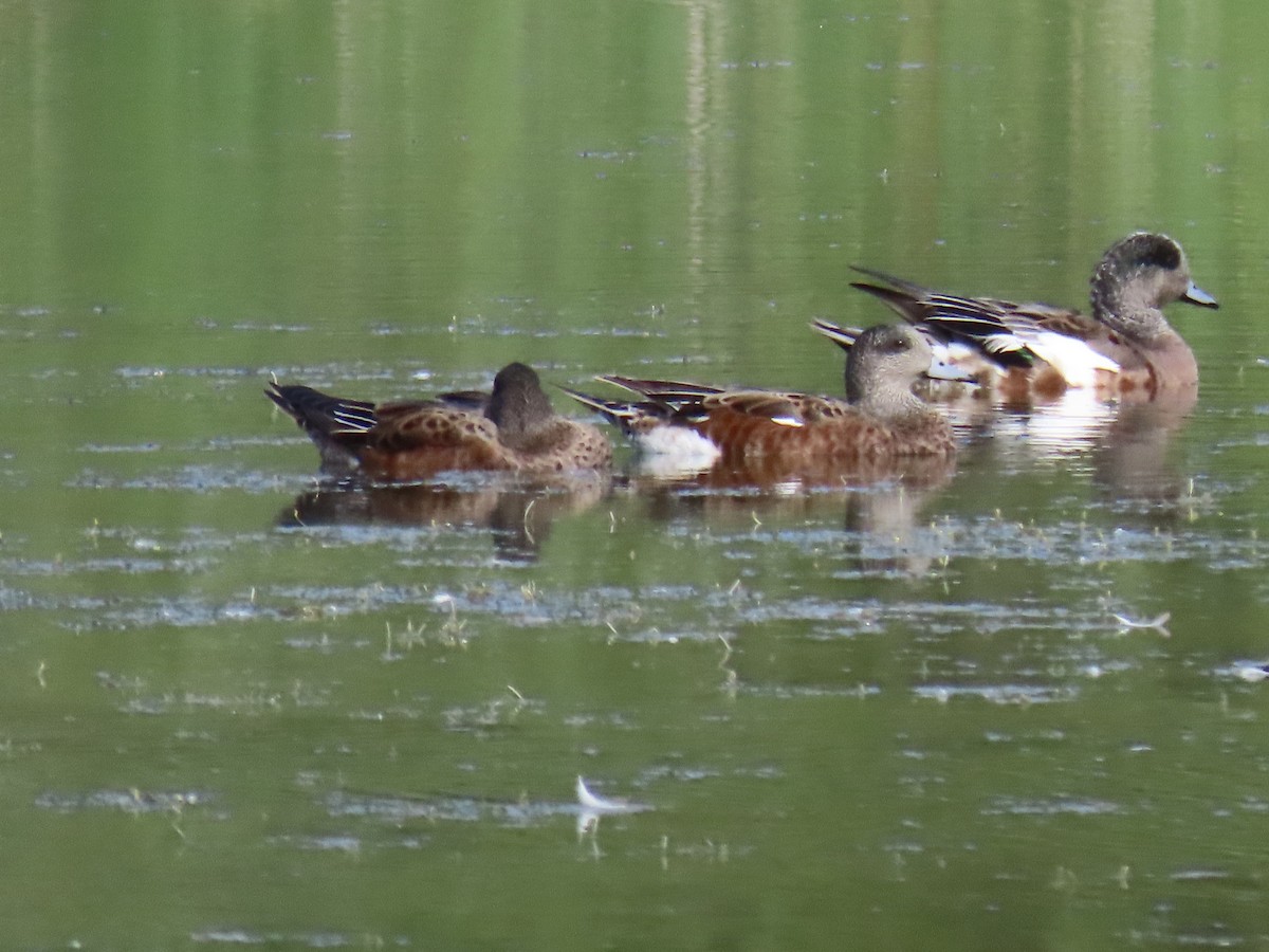 Canard d'Amérique - ML647660735