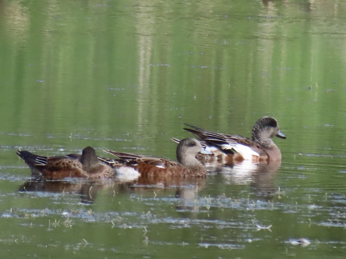 Canard d'Amérique - ML647660736