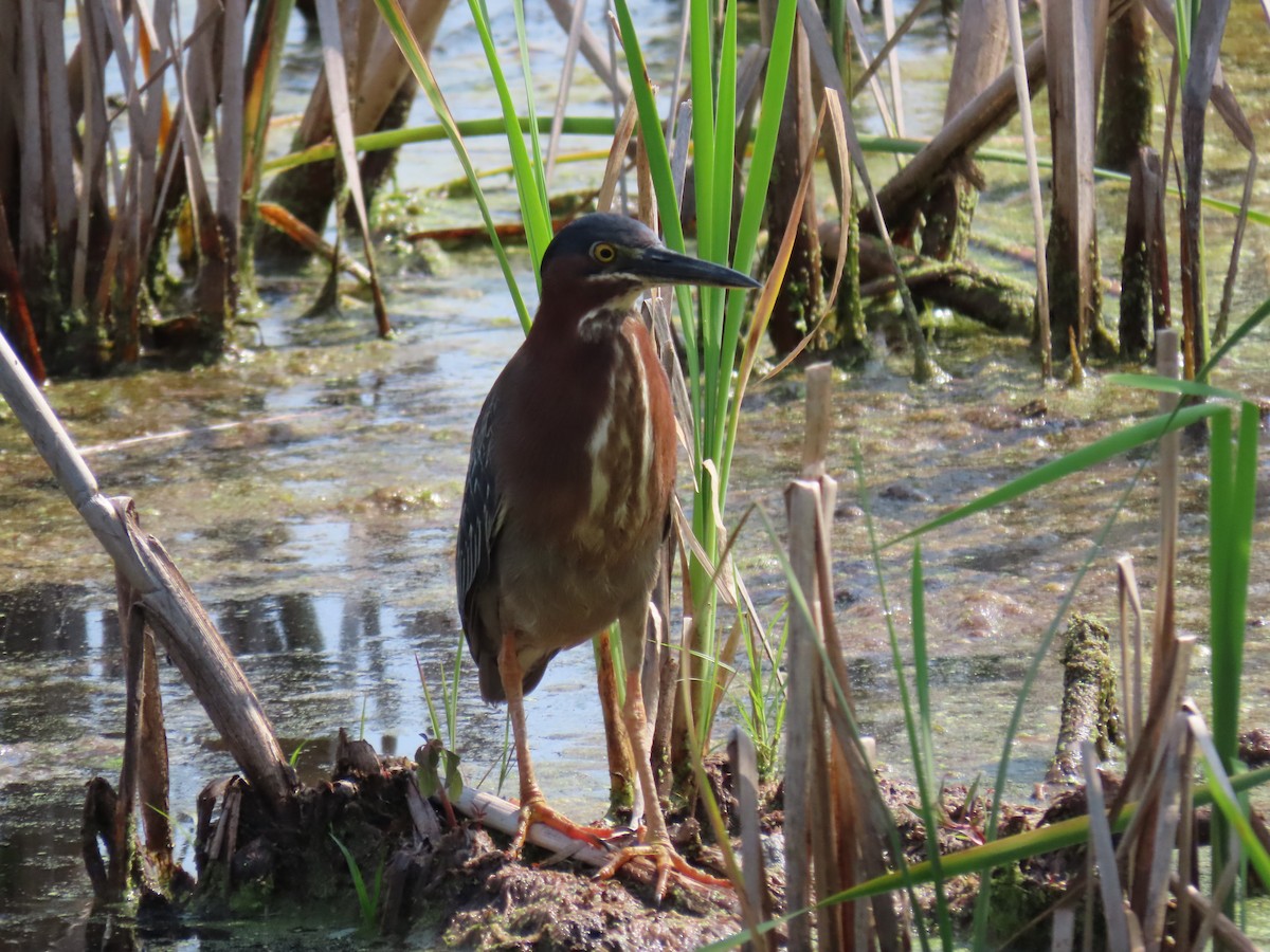 Green Heron - ML647660751