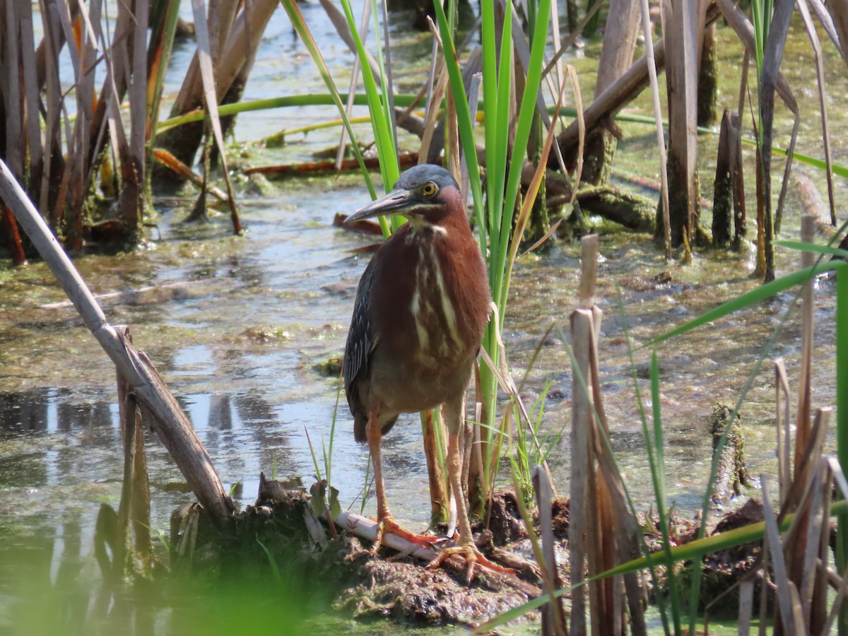 Green Heron - ML647660752