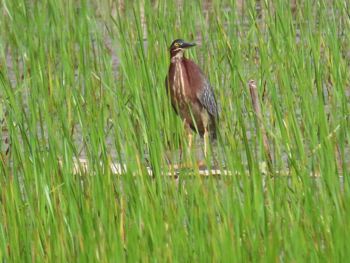 Green Heron - ML647660753